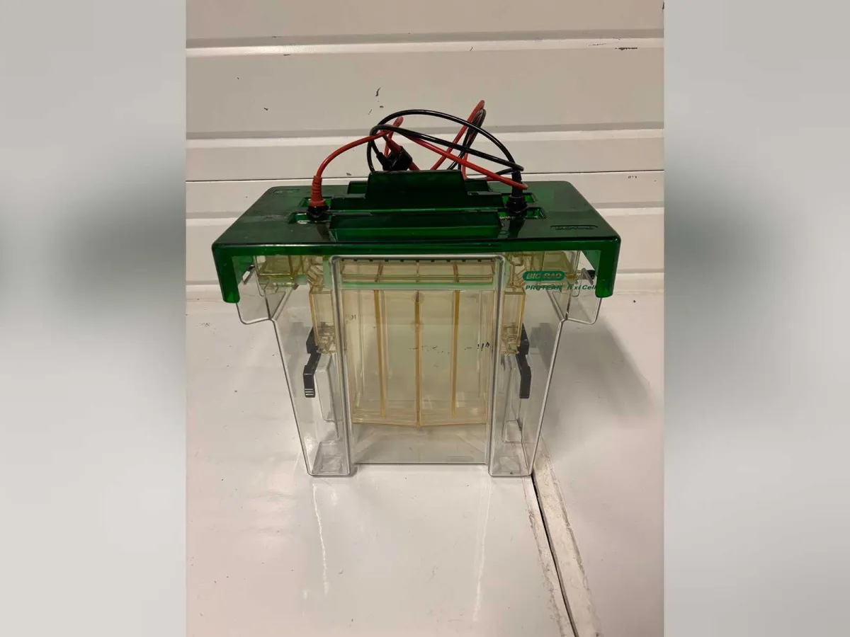 BIO-RAD - PROTEAN II XI-ZELLE - BIO-RAD PROTEAN II XI-ZELL-ELEKTROPHORESE-TANK