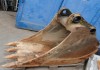 Maschine: KOMATSU ODER VOLVO Tieflöffel 80cm Fels schwerer Tiefloeffel 80cm