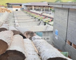 Maschine: EWD,SPRINGER,NICHOLSON, DWK700, BNK225 Industriesägen