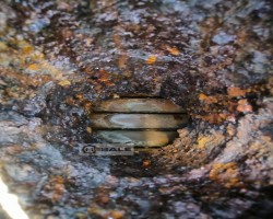 Maschine: D+E ELCA u